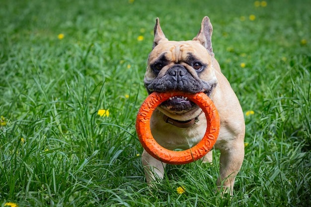 Train to socialise your bulldog puppies is an ongoing process 