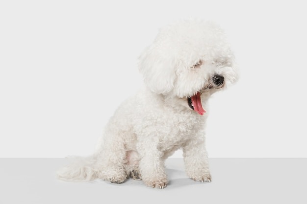 a Bichon Frise puppy yawning